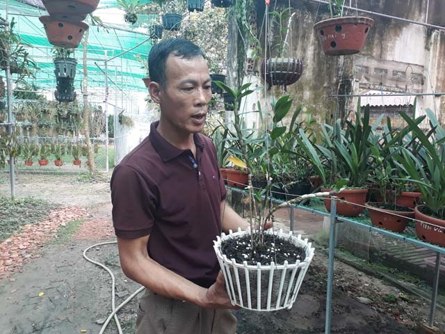Mẩu phong lan 1 cm giá 9 triệu: Siêu lạ ở Thái Nguyên-2