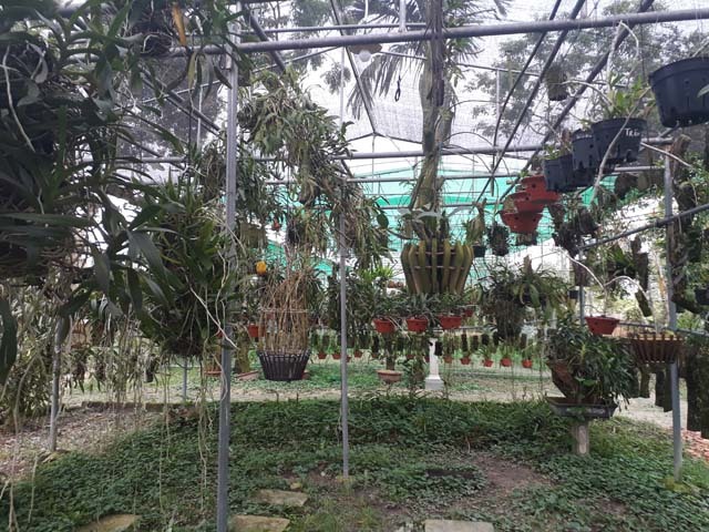 Mẩu phong lan 1 cm giá 9 triệu: Siêu lạ ở Thái Nguyên-3