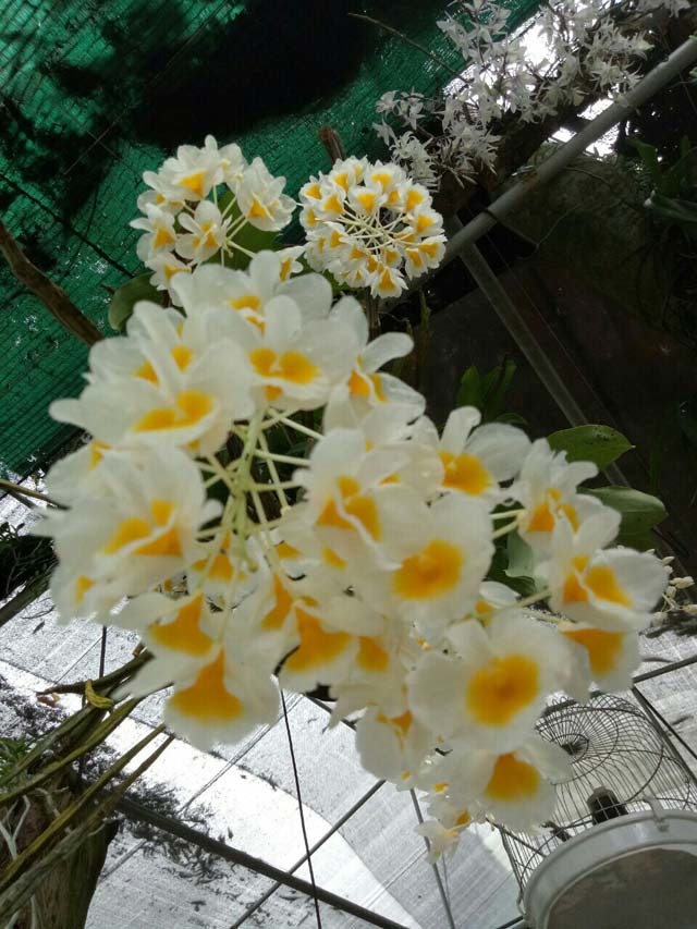 Mẩu phong lan 1 cm giá 9 triệu: Siêu lạ ở Thái Nguyên-10