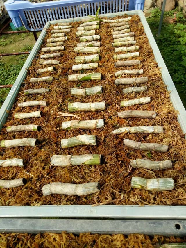 Mẩu phong lan 1 cm giá 9 triệu: Siêu lạ ở Thái Nguyên-12
