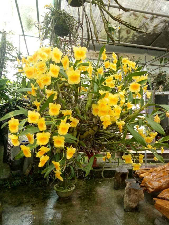 Mẩu phong lan 1 cm giá 9 triệu: Siêu lạ ở Thái Nguyên-6
