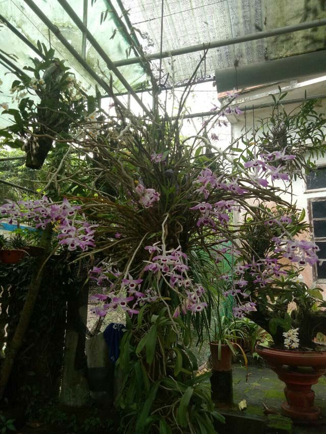 Mẩu phong lan 1 cm giá 9 triệu: Siêu lạ ở Thái Nguyên-7