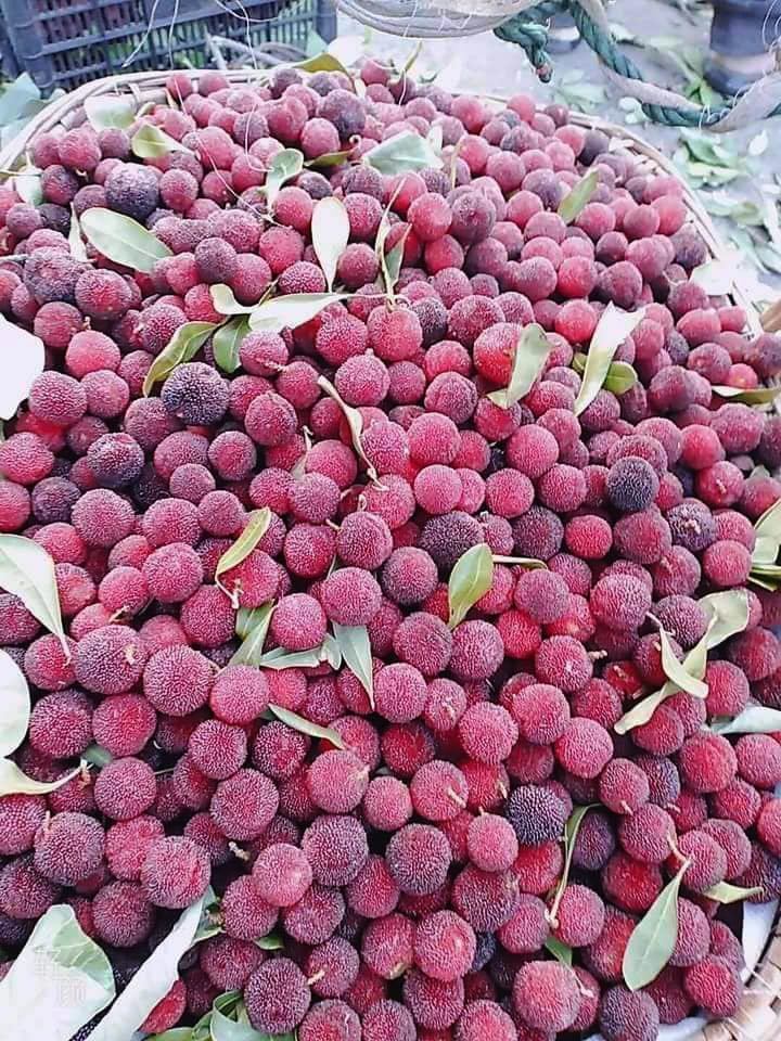 Giải nhiệt với quả thanh mai Tàu: Coi chừng nuốt dòi vào bụng-1