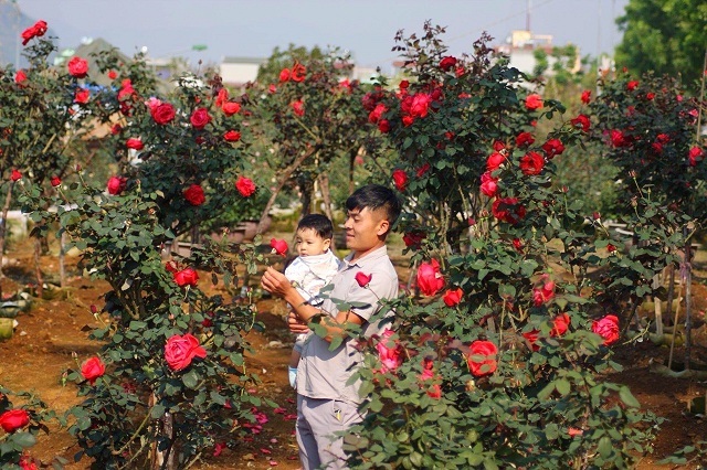 Bỏ việc nhà băng về trồng hoa hồng, 9X Lai Châu kiếm bộn tiền-2