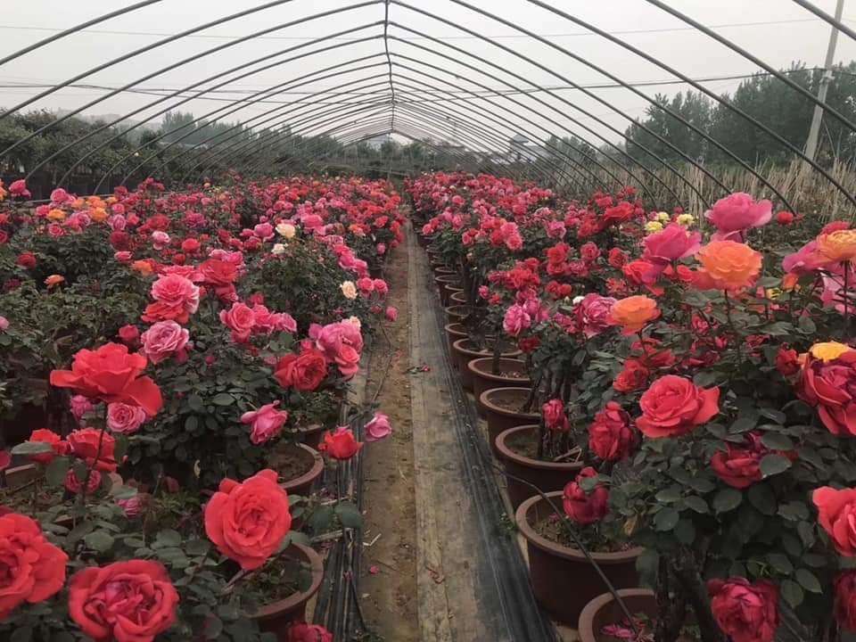 Bỏ việc nhà băng về trồng hoa hồng, 9X Lai Châu kiếm bộn tiền-3