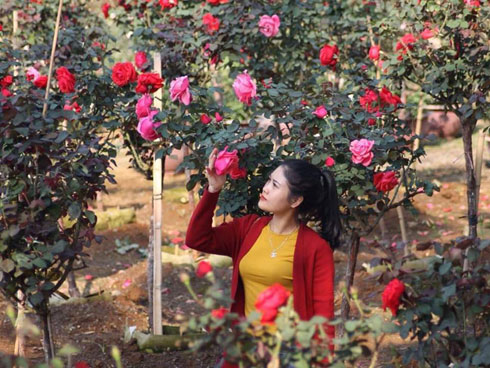 Gác bằng kiến trúc sư, 9X về chơi với những gốc cây kì dị-5