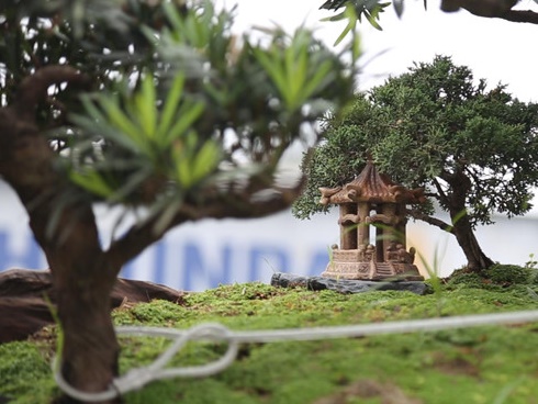 Clip: Siêu cây độc long kim cương triệu đô của đại gia Hưng Yên-1