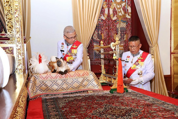 Dân mạng tranh cãi vì nghi ngờ con mèo trong lễ đăng quang của vua Thái Lan là giả-1