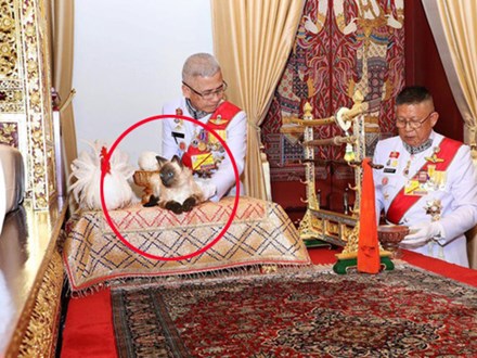 Dân mạng tranh cãi vì nghi ngờ con mèo trong lễ đăng quang của vua Thái Lan là giả
