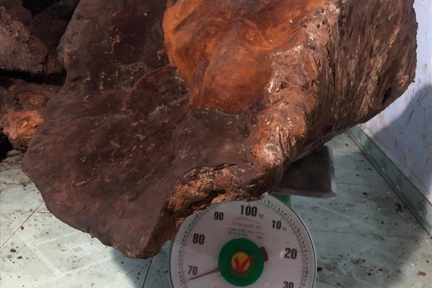 Cây nấm khủng hạng nhất Việt Nam: Nặng 70kg, 60 triệu chưa bán-2
