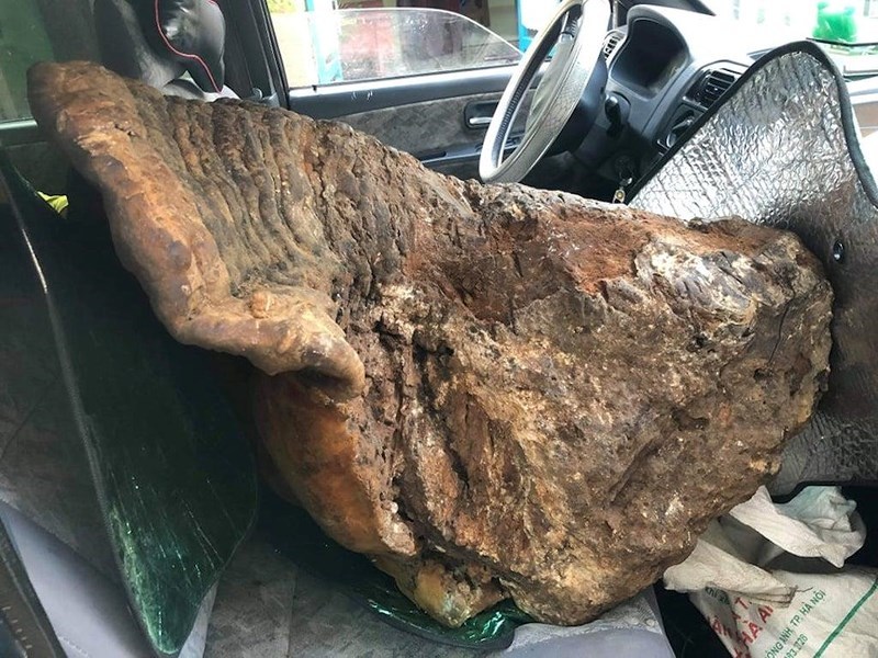 Cây nấm khủng hạng nhất Việt Nam: Nặng 70kg, 60 triệu chưa bán-3