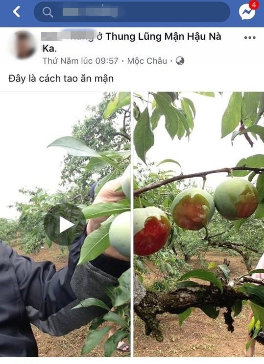 Vào vườn mận thăm quan, nhóm thanh niên cắn hàng loạt quả trên cây, quay clip khoe-1