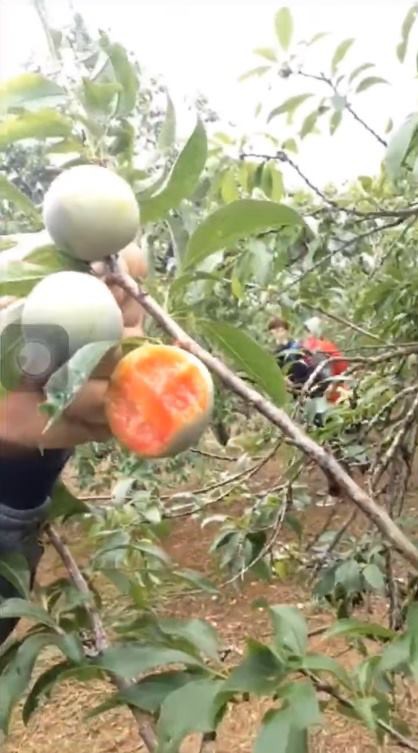 Vào vườn mận thăm quan, nhóm thanh niên cắn hàng loạt quả trên cây, quay clip khoe-3