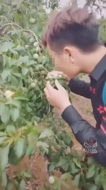 Vào vườn mận thăm quan, nhóm thanh niên cắn hàng loạt quả trên cây, quay clip khoe-4