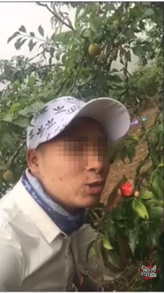 Vào vườn mận thăm quan, nhóm thanh niên cắn hàng loạt quả trên cây, quay clip khoe-5