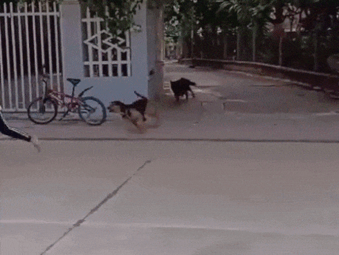 Tậu xe hơi, nhà lầu nhờ sản xuất túi Hermès, Gucci giả-1