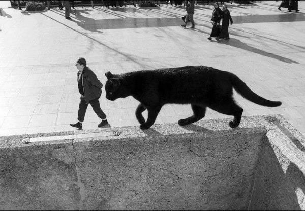 Những bức ảnh gây hại mắt, hại não khiến bạn phải nhìn lại đến lần thứ 2 mới nhận ra chân tướng sự thật-24