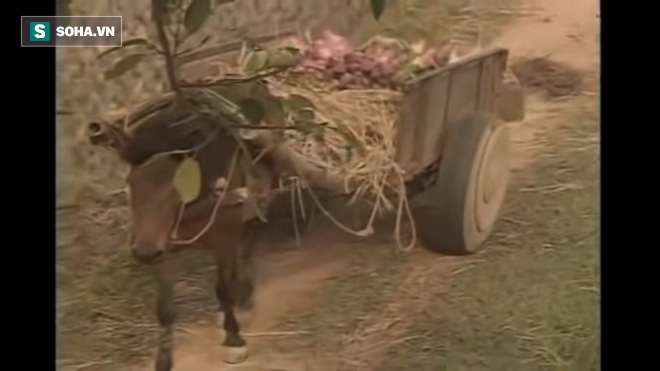 Đẳng cấp diva Hồng Nhung: 20 năm trước, đã làm nổi điều cả showbiz không thể-13