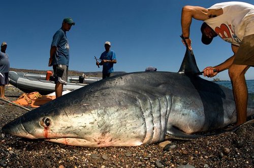 Vi cá mập có gì mà đắt tiền, được thế giới săn lùng tới vậy?-2