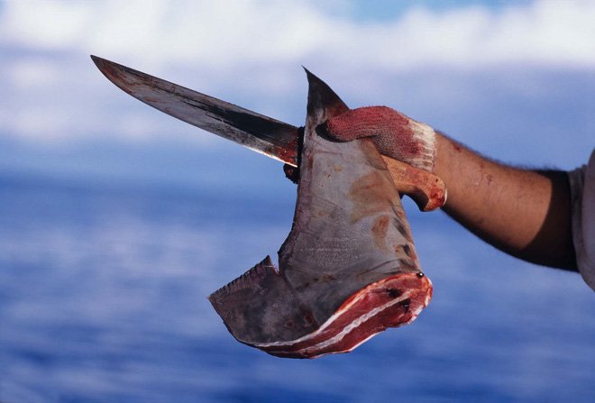 Vi cá mập có gì mà đắt tiền, được thế giới săn lùng tới vậy?-1