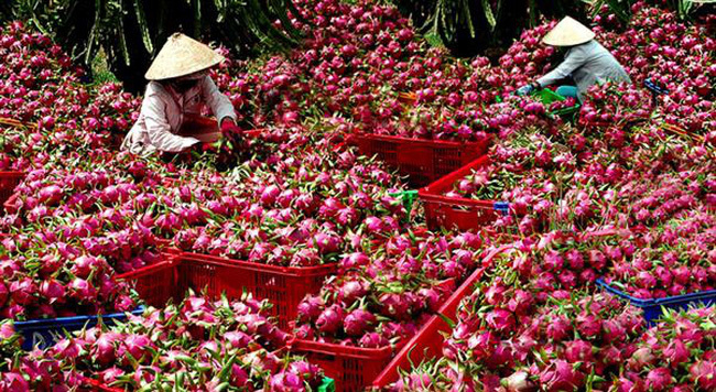 Cảnh báo gấp: Rau ngót, thanh long xuất Nhật nhiễm hoá chất vượt mức-1
