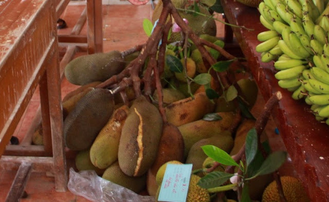 Của hiếm ở miền Tây: Cây mít Tố Tây trái từ gốc tới ngọn, 8 tháng chửa đẻ-2