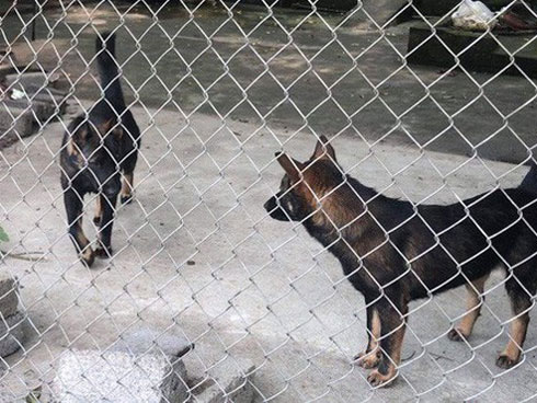 Bé gái bị đàn chó dữ tấn công kinh hoàng-1