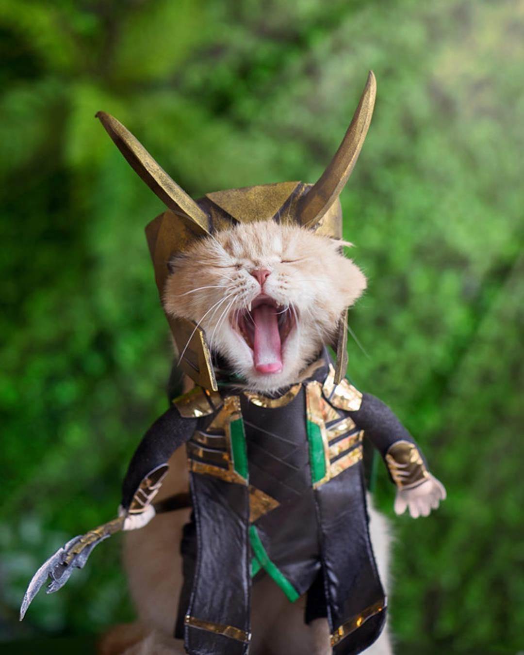 Chú mèo tên Chó lại gây cười khi hóa thân thành anh hùng Avengers-4