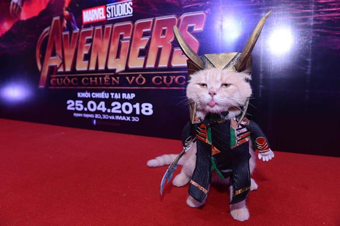 Chú mèo tên Chó lại gây cười khi hóa thân thành anh hùng Avengers-10