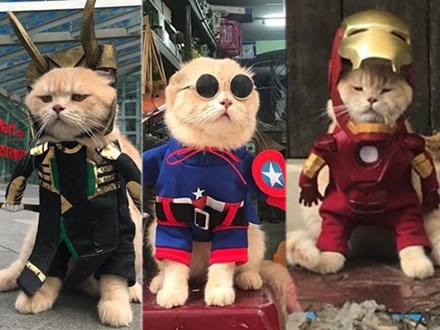 Chú mèo tên Chó lại gây cười khi 'hóa thân' thành anh hùng Avengers