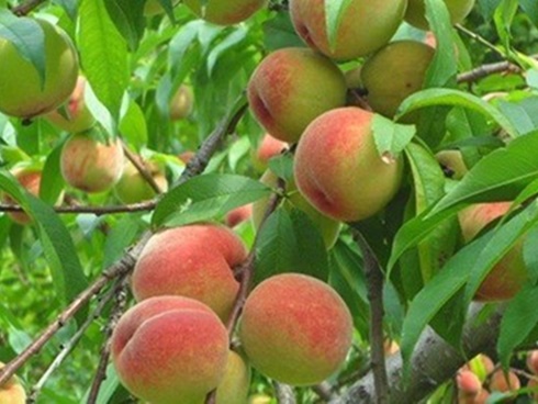 Cô nàng vạch tội các lỗi sai khi ngâm đào khiến chị em chỉ biết ngậm ngùi câm nín-7