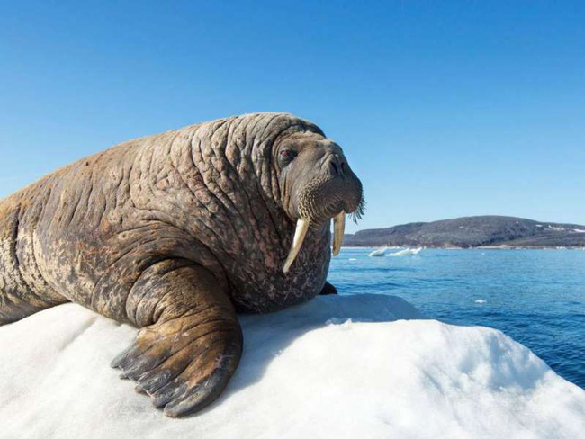Hải mã quăng mình xuống vách núi: Cái chết trong gang tấc và sự thật nghiệt ngã khiến nhân loại bàng hoàng-1