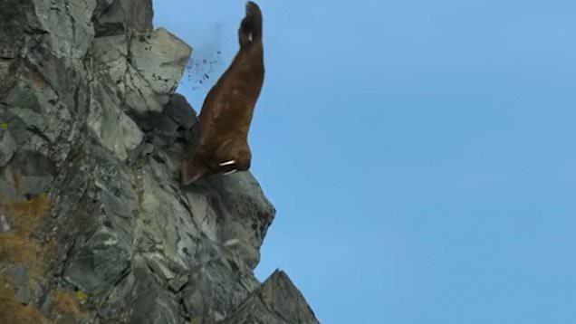 Hải mã quăng mình xuống vách núi: Cái chết trong gang tấc và sự thật nghiệt ngã khiến nhân loại bàng hoàng-4