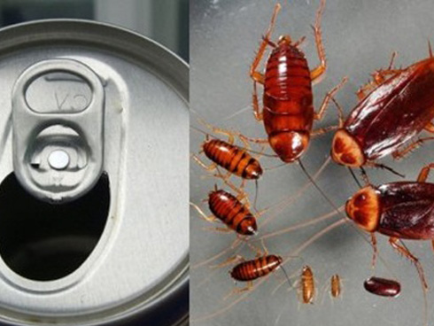 Chế bẫy gián bằng lòng đỏ trứng gà theo cách này: Một phát chết cả trăm cực hiệu quả-2