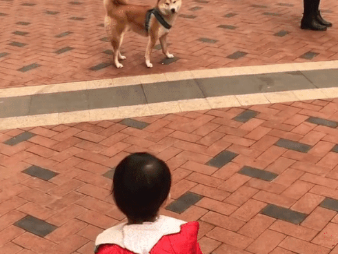 Cùng được dắt đi dạo, dân mạng cười bò với phản ứng của em bé và chú cún Shiba khi nhìn thấy nhau