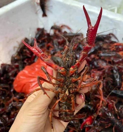 Tôm hùm đất ngon, lạ, rẻ bán đầy chợ mạng: Hàng bị cấm bán ở Việt Nam-1