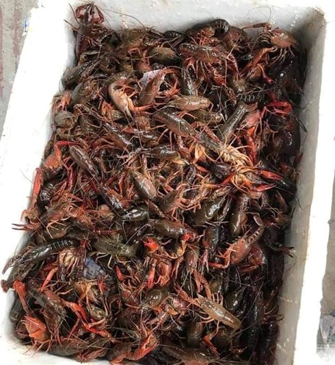 Tôm hùm đất ngon, lạ, rẻ bán đầy chợ mạng: Hàng bị cấm bán ở Việt Nam-3