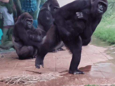Video gia đình khỉ đột trú mưa gây bão mạng