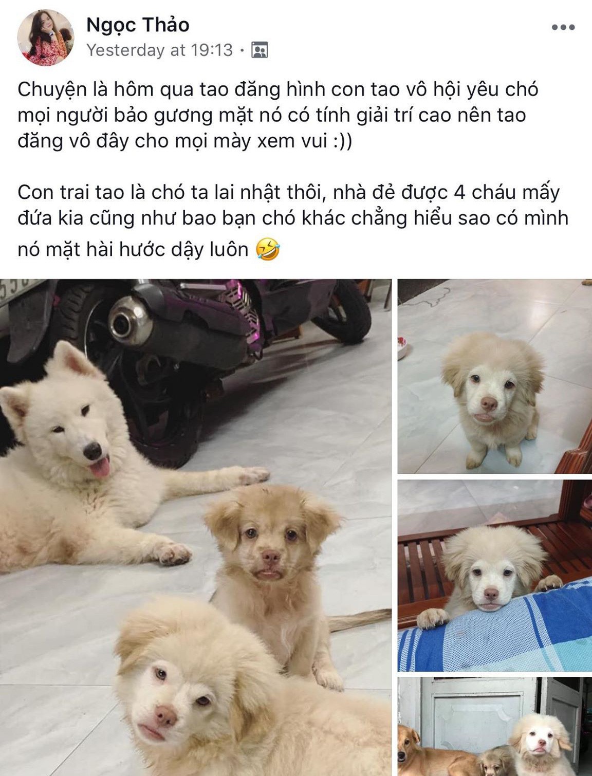 Xuất hiện chú chó có gương mặt siêu tếu táo, được ví như truyền nhân” của... Tôn Ngộ Không-1