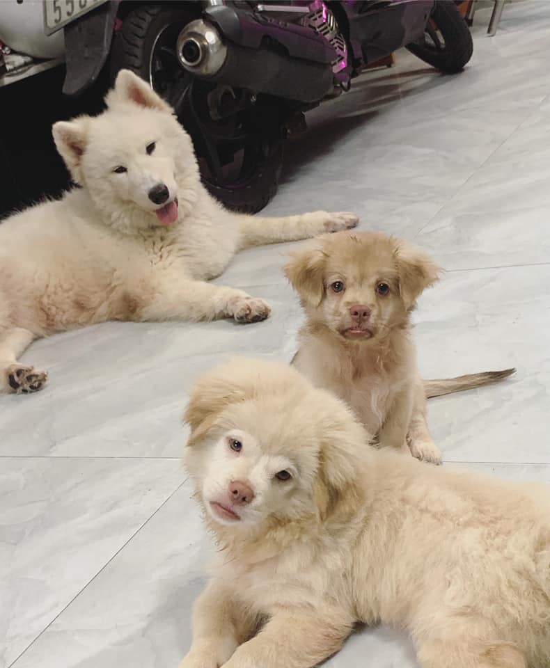 Xuất hiện chú chó có gương mặt siêu tếu táo, được ví như truyền nhân” của... Tôn Ngộ Không-2