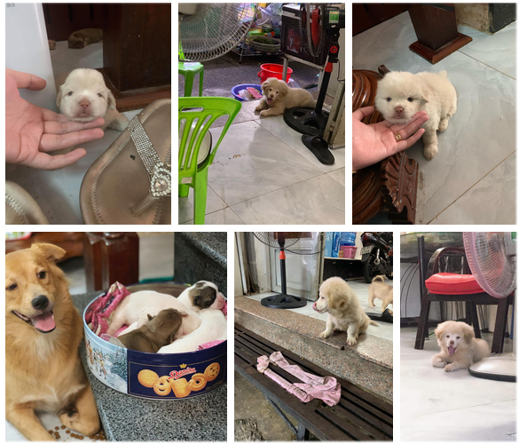 Xuất hiện chú chó có gương mặt siêu tếu táo, được ví như truyền nhân” của... Tôn Ngộ Không-8