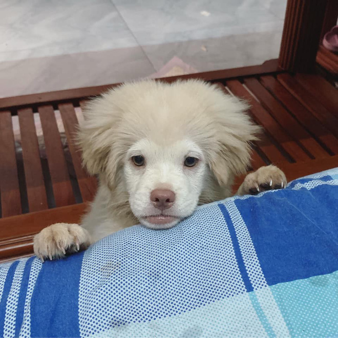 Xuất hiện chú chó có gương mặt siêu tếu táo, được ví như truyền nhân” của... Tôn Ngộ Không-3