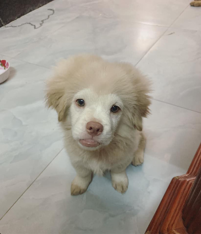 Xuất hiện chú chó có gương mặt siêu tếu táo, được ví như truyền nhân” của... Tôn Ngộ Không-4