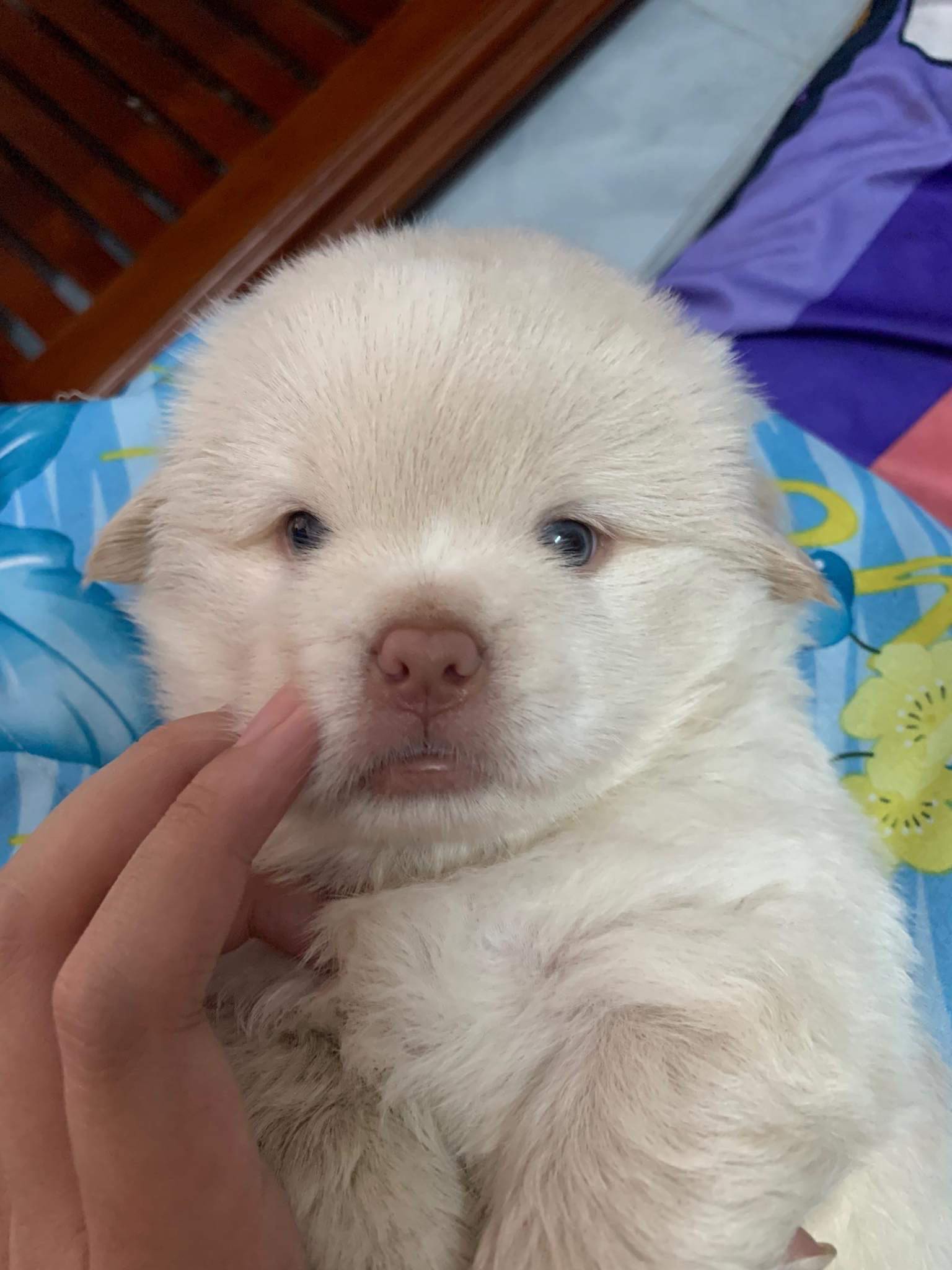 Xuất hiện chú chó có gương mặt siêu tếu táo, được ví như truyền nhân” của... Tôn Ngộ Không-6