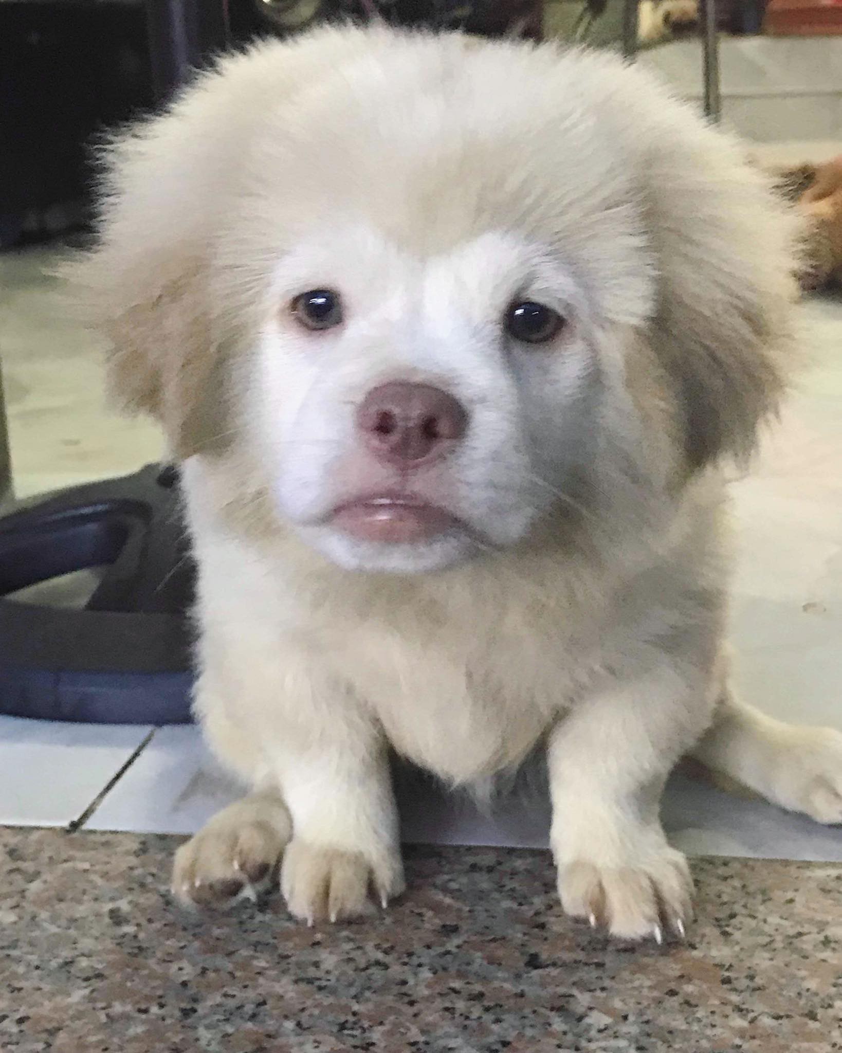 Xuất hiện chú chó có gương mặt siêu tếu táo, được ví như truyền nhân” của... Tôn Ngộ Không-7