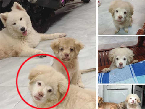 Chú chó đốn tim cư dân mạng bởi loạt biểu cảm nói hộ nỗi lòng của những người... say xe khi đi du lịch-14