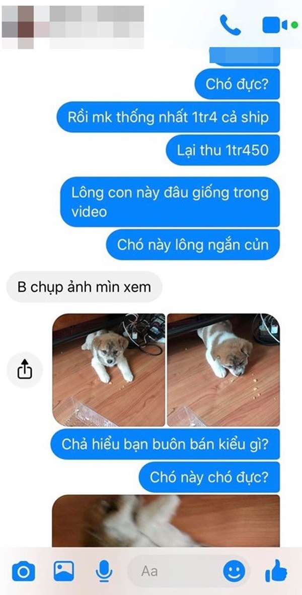 Mua hàng online được nâng lên một tầm cao mới: Mua chó Poodle lai Nhật giá triệu rưỡi, nhận về chó ta 1 tháng tuổi-4