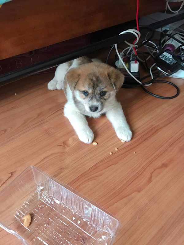 Mua hàng online được nâng lên một tầm cao mới: Mua chó Poodle lai Nhật giá triệu rưỡi, nhận về chó ta 1 tháng tuổi-6