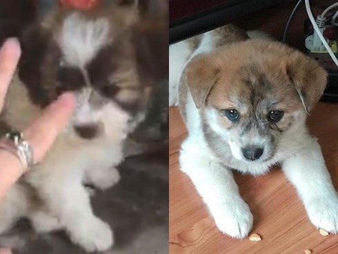 Mua hàng online được nâng lên một