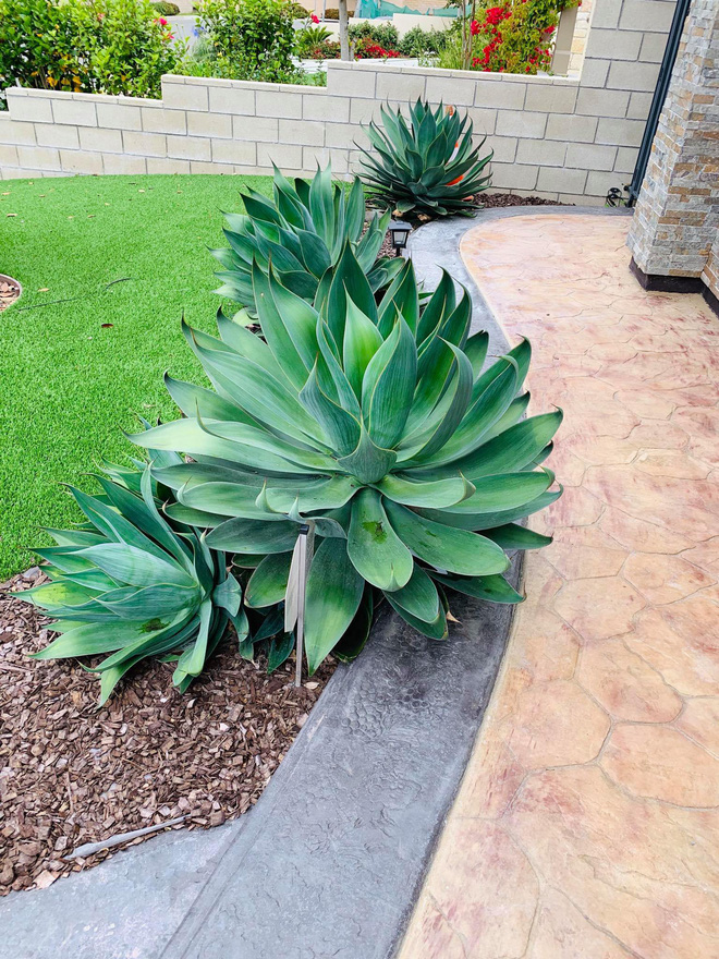 Lệ Quyên hé lộ bên trong căn biệt thự triệu đô sang trọng, tiện nghi tại Mỹ-6